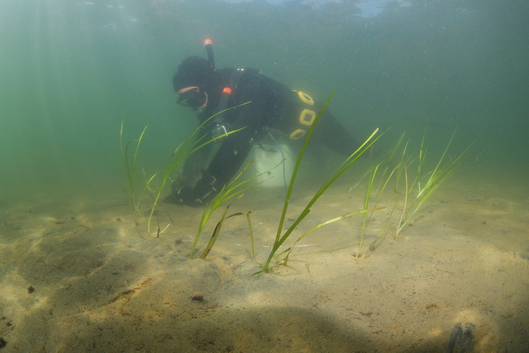 BoB_Seegraspflanzaktion_Scharbeutz